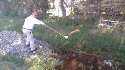 Health Department employee applying granular larvicide to standing water.