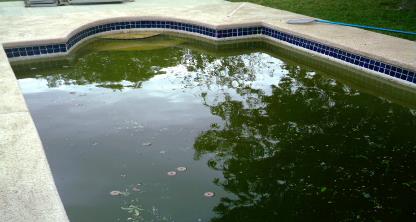 Larvicide briquettes in an unmaintained swimming pool.